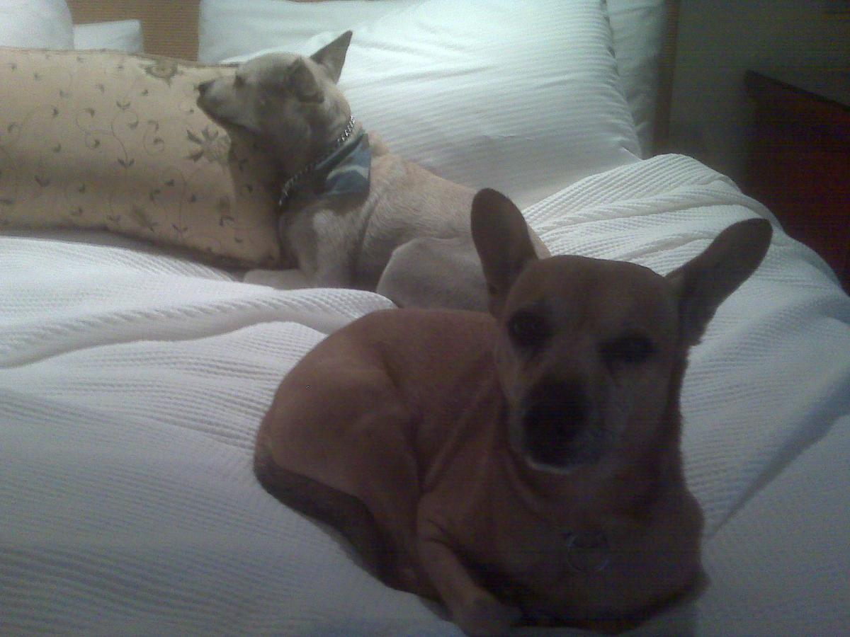 dogs get the spa treatment also