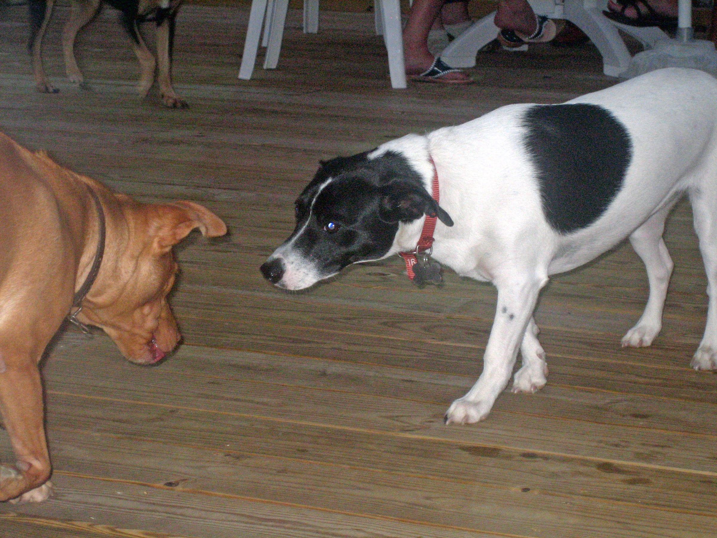 Other Dog Activities In New Jersey Bringfido