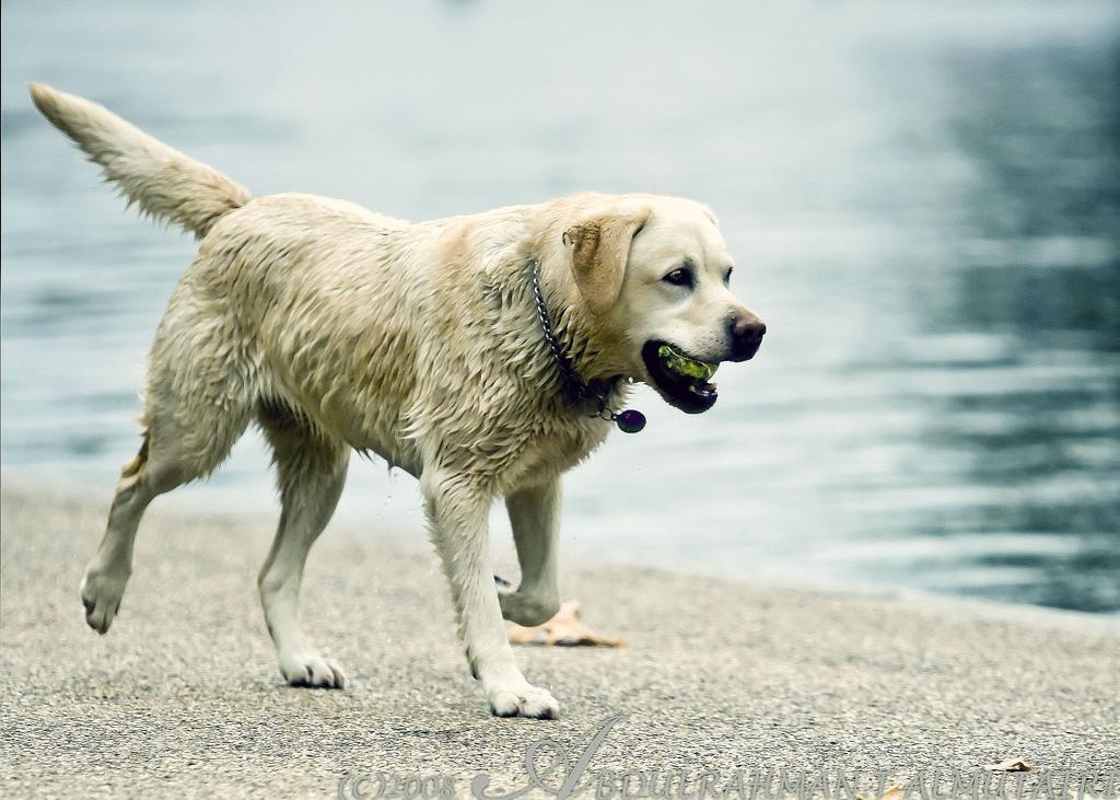 dog friendly overnight hikes