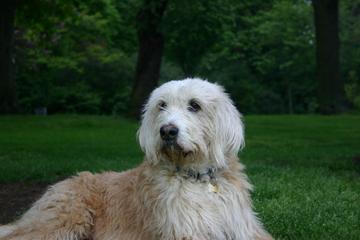 Leash Free Dog Park Town Of Cobourg