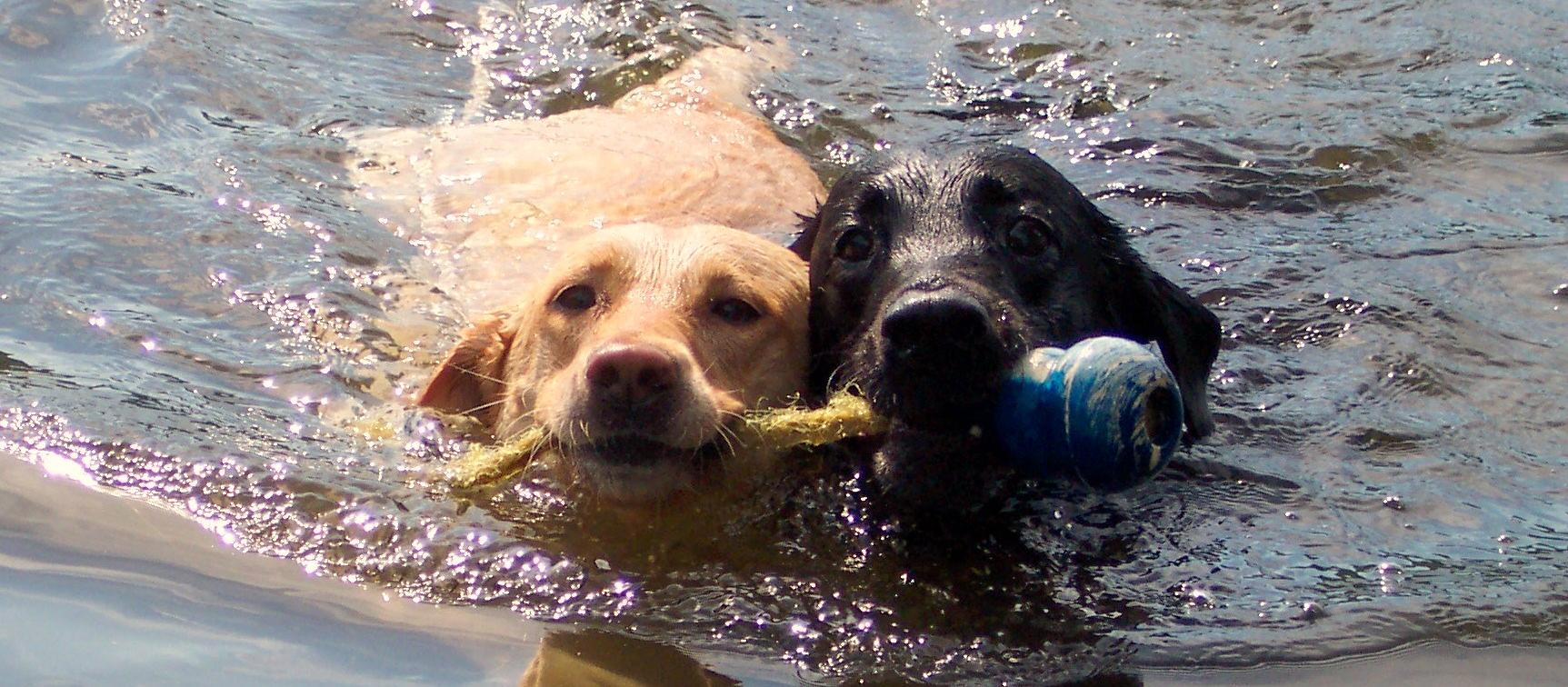 Dog Friendly North Conway Nh Bringfido