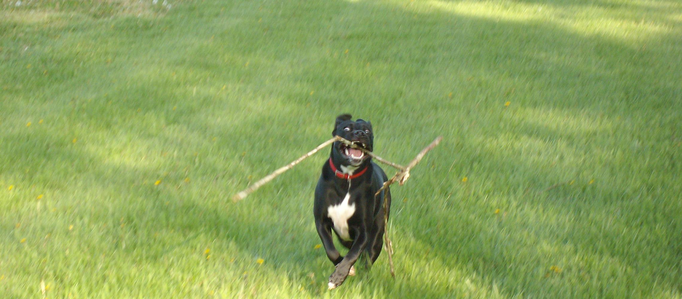 Dog Friendly Cape Canaveral, FL