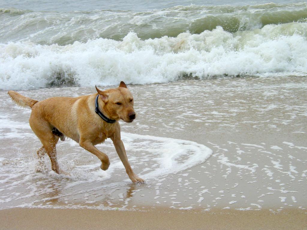en gang sikring Flytte Dog Friendly Beaches in New York - BringFido