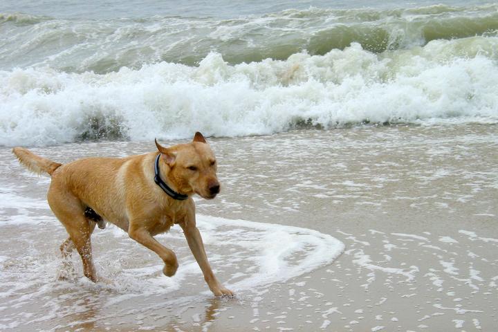 Pet Friendly Montauk Beach