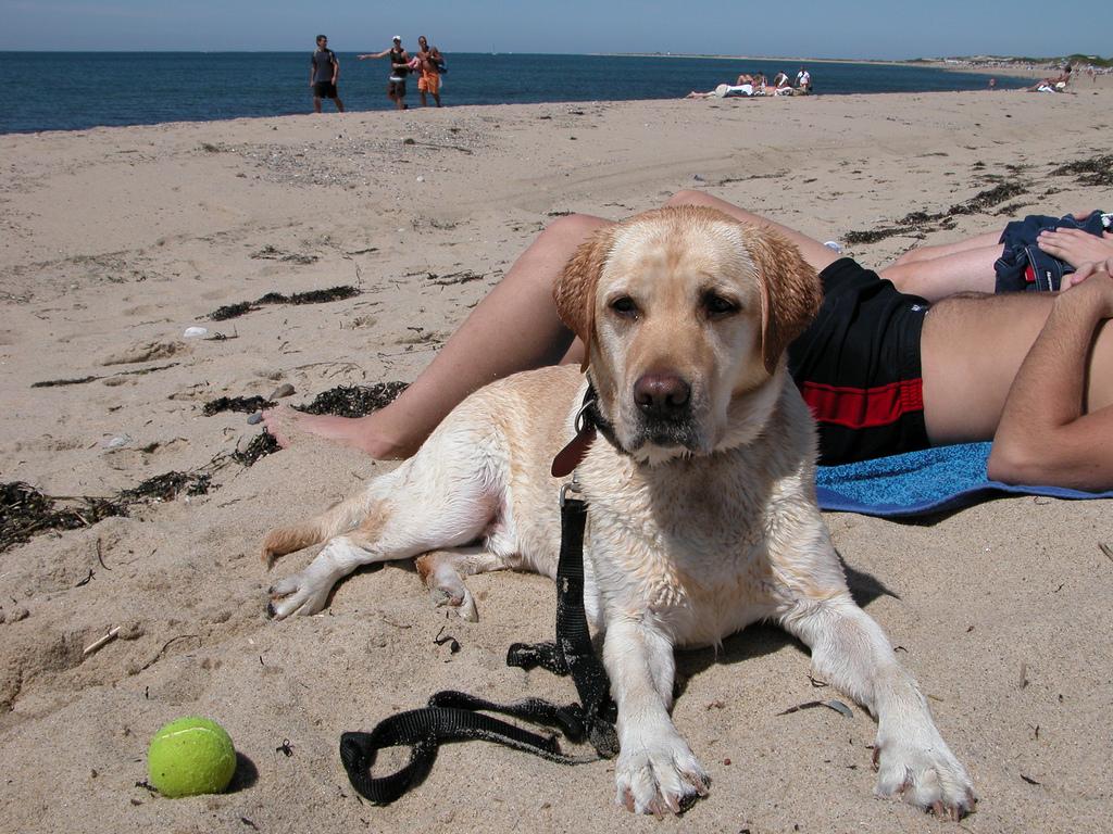 Dog Friendly Beaches In Massachusetts - BringFido