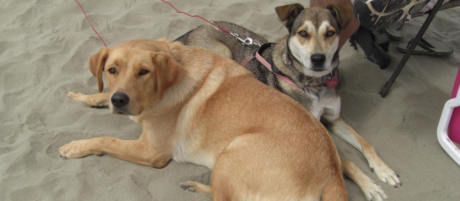 Dog Friendly Cayucos, CA