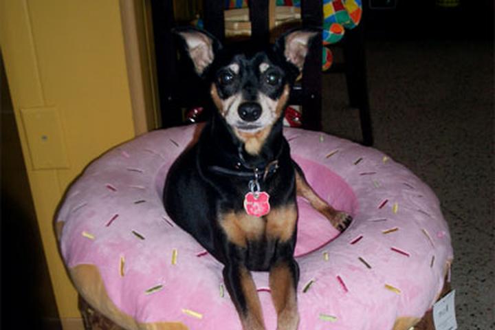 Pet Friendly Doggie Cakes - Dog Bakery and Boutique