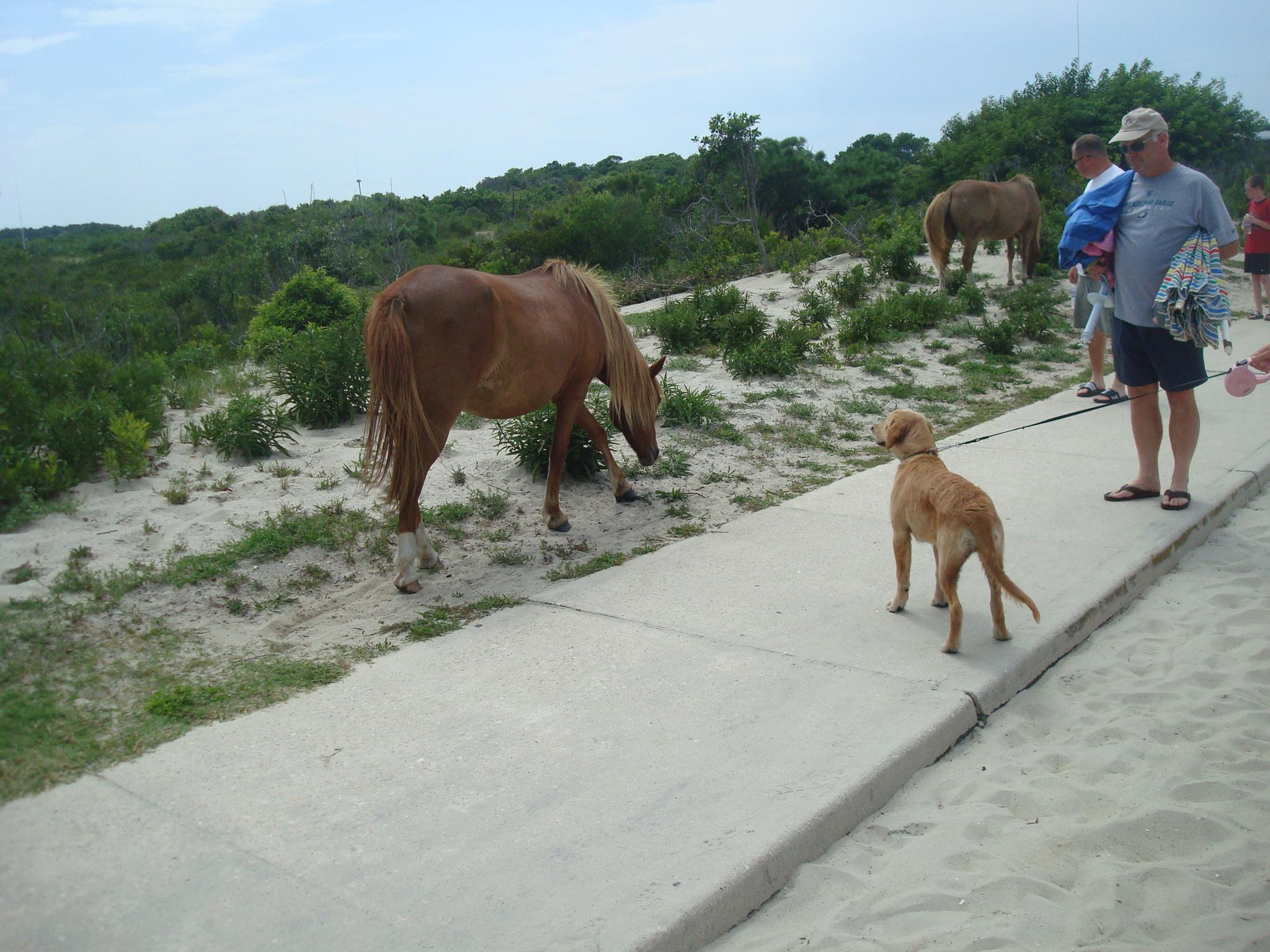 are dogs allowed at assateague