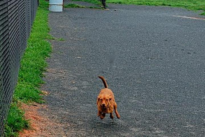 Pet Friendly Ridge Road Recreational Dog Park