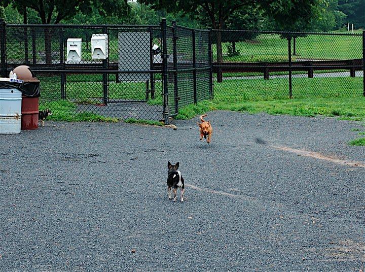 Pet Friendly Dog Park at Ridge Road Recreational Park