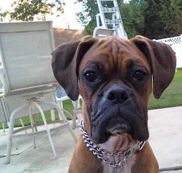 Dog Friendly Farmingdale Ny Bringfido