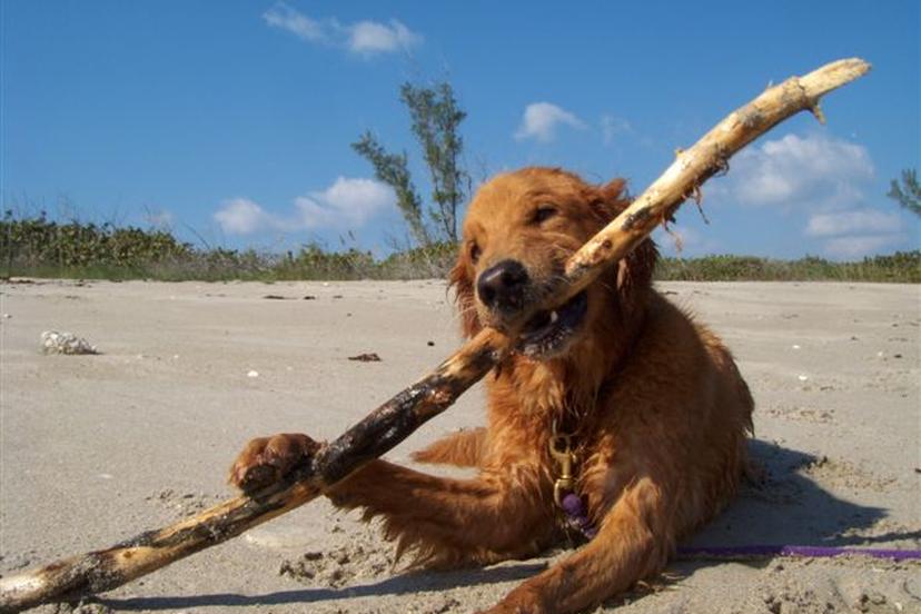 Dog Friendly Beaches in Fort Pierce, FL BringFido