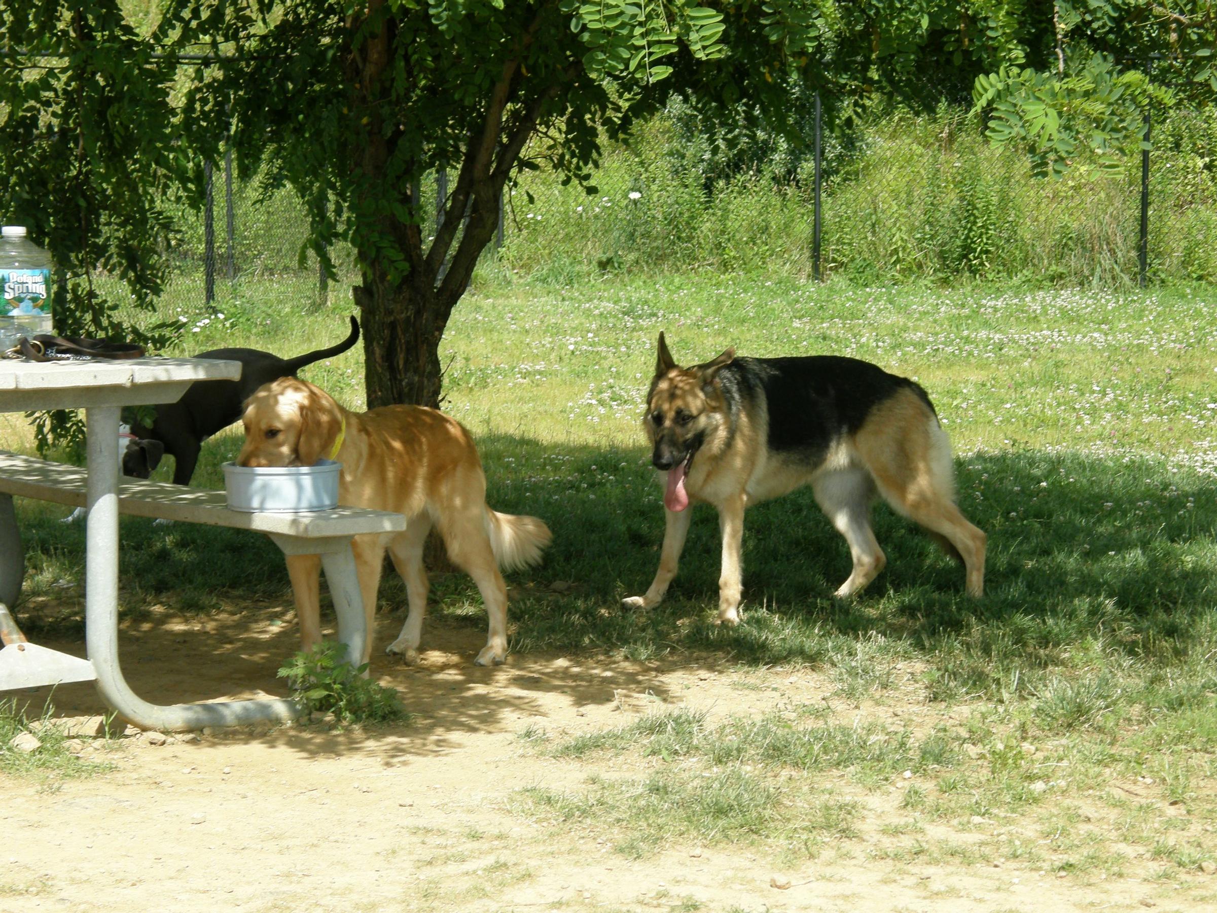 Pet Friendly Mount Olive Dog Park