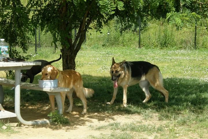 Pet Friendly Mount Olive Dog Park