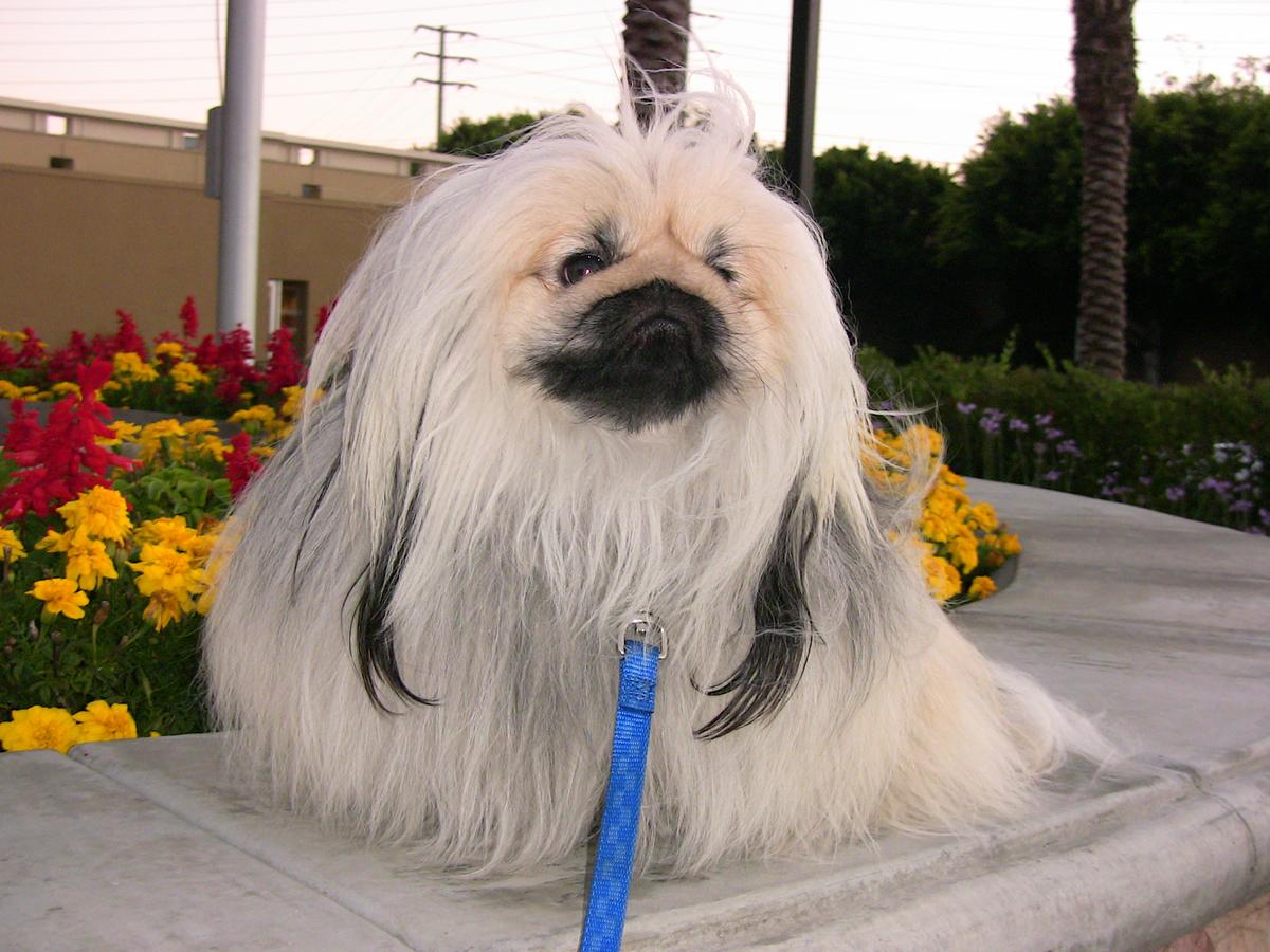 Dog Friendly Beverly Hills, CA - Bring Fido