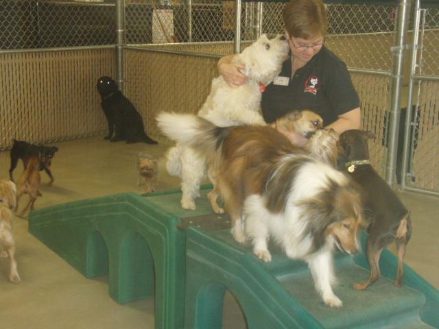 Directory of Doggie Daycare Boarding in Burton MI BringFido