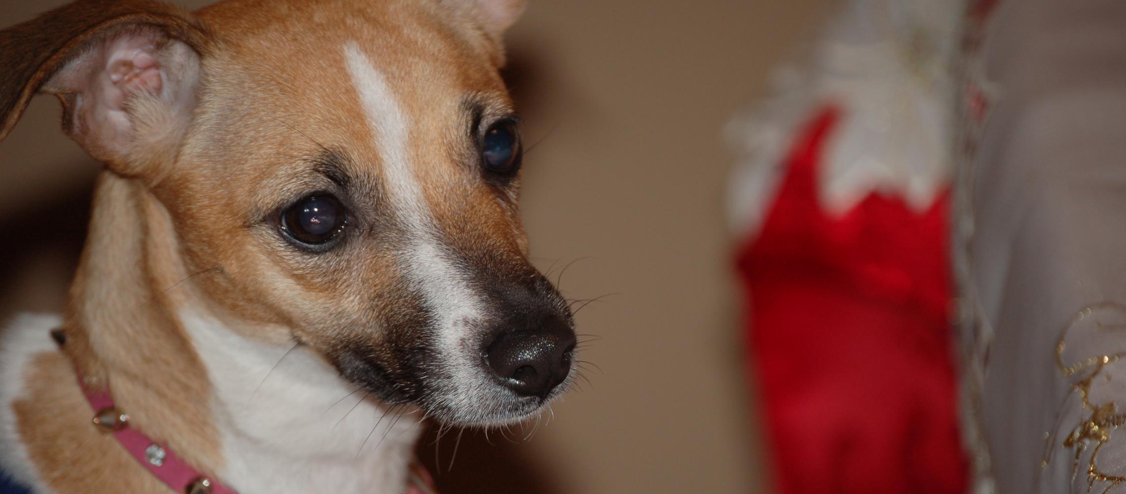 Dog Friendly Redlands, CA