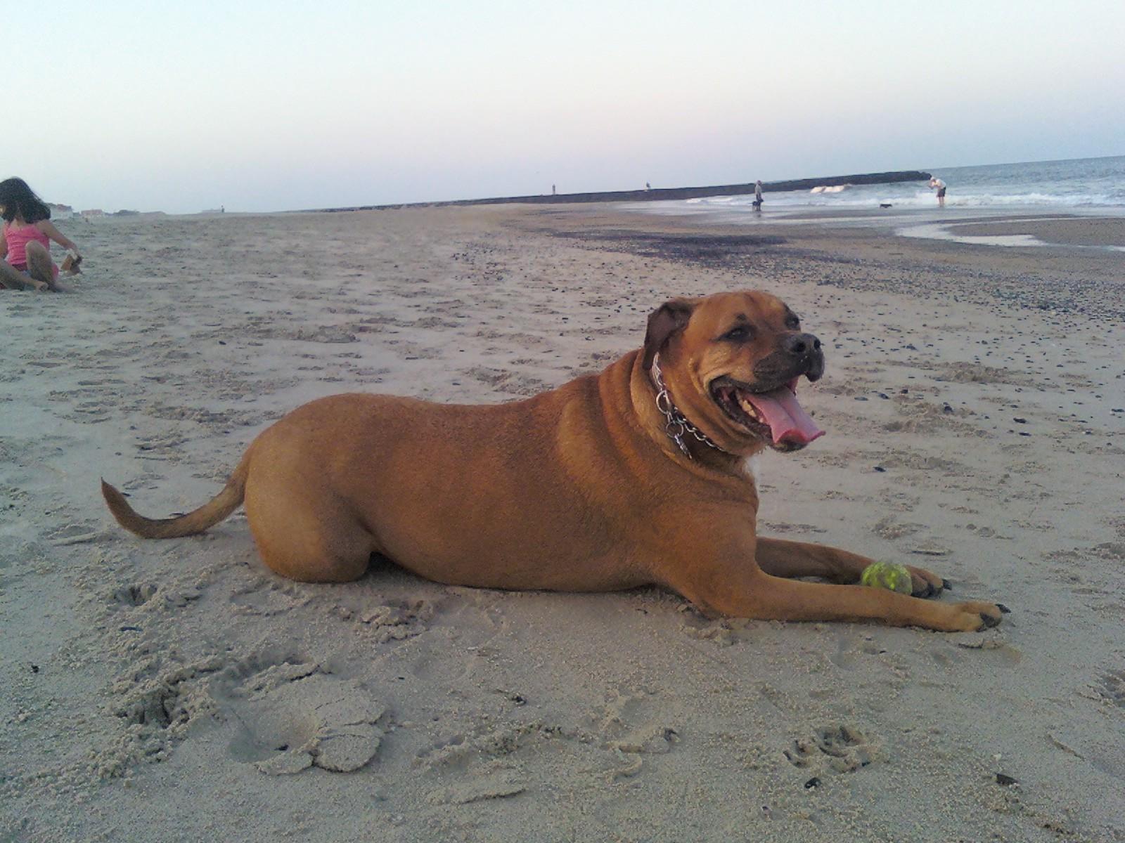 Pet Friendly 8th Avenue Dog Beach