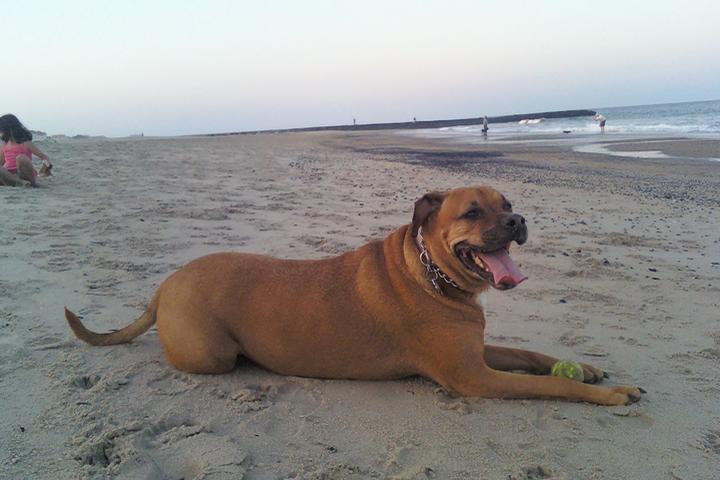 Pet Friendly Asbury Park Dog Beach
