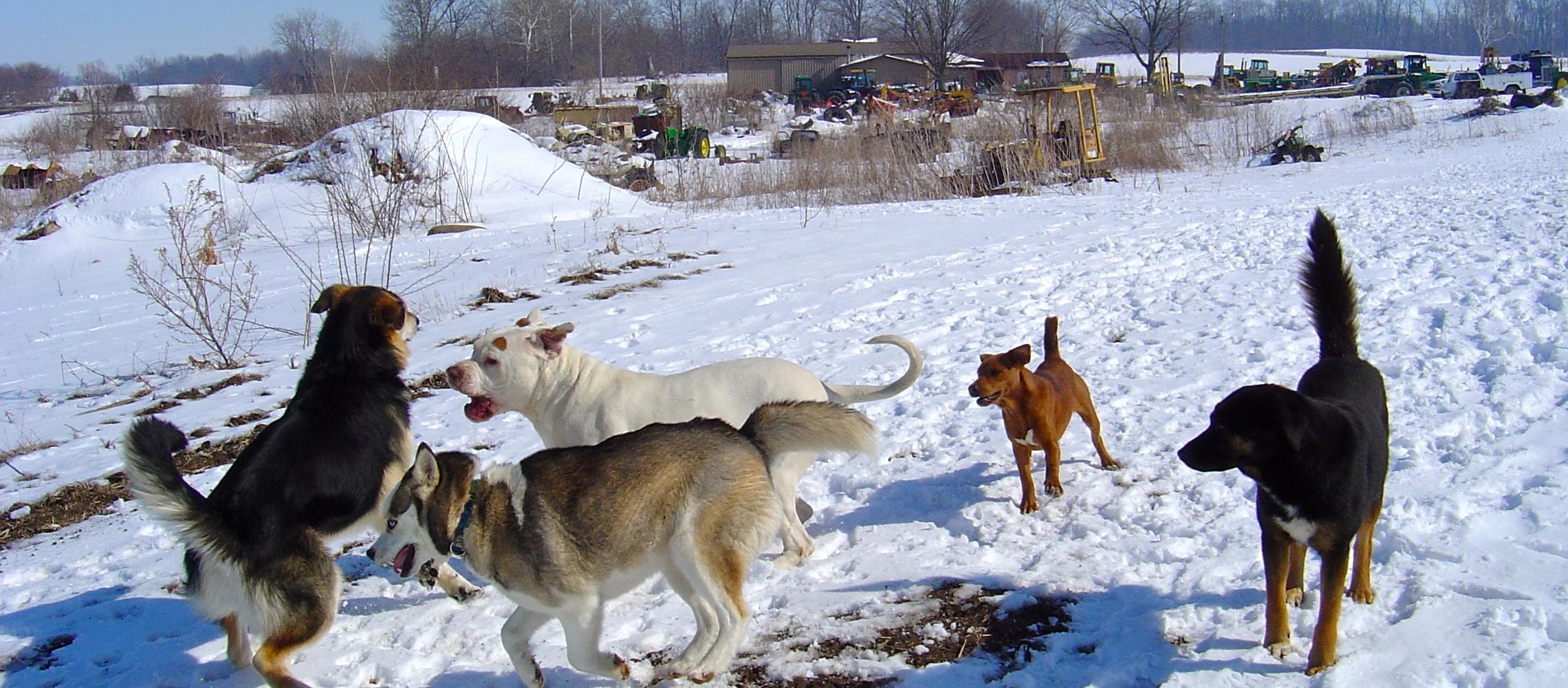 Dog Friendly Richmond, IN