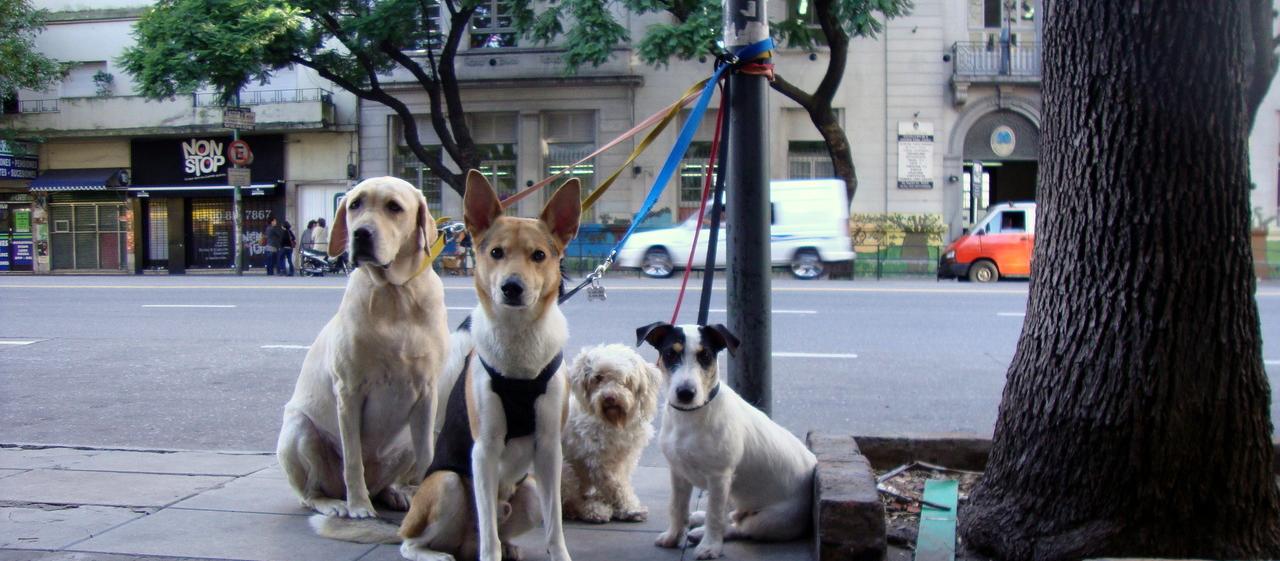 Dog Friendly Argentina