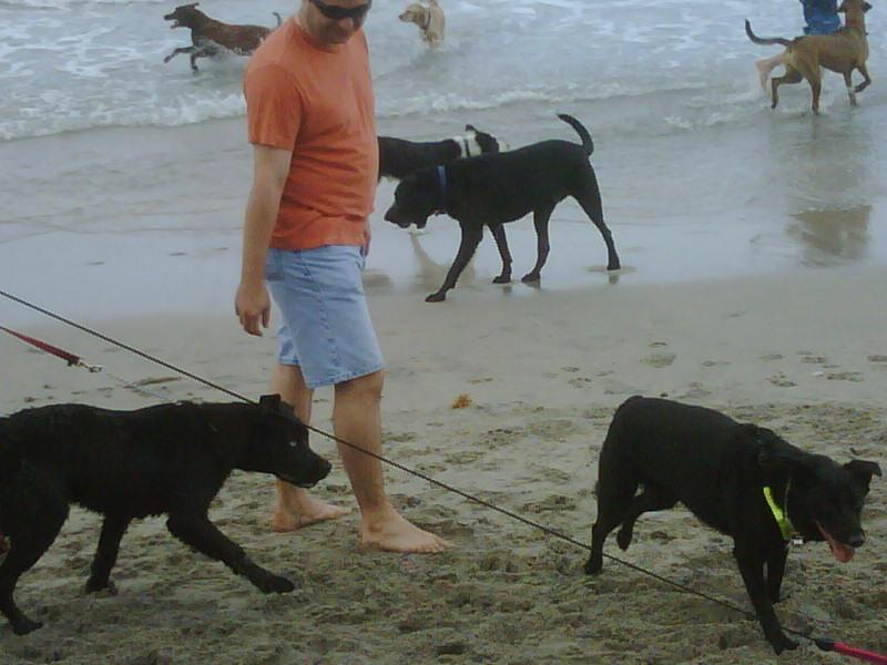 does hollywood beach allow dogs