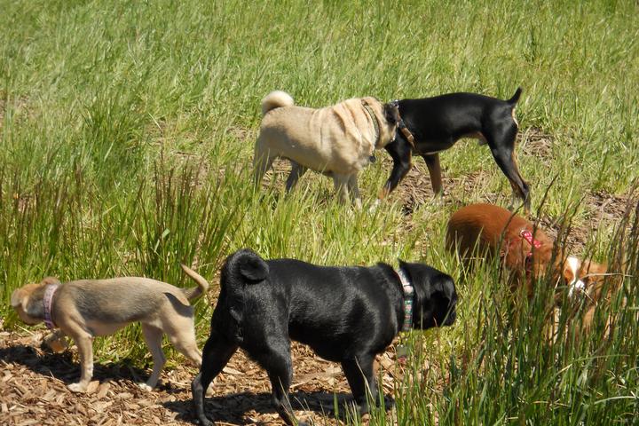 Pet Friendly Warren G. Magnuson Park Off-Leash Dog Area