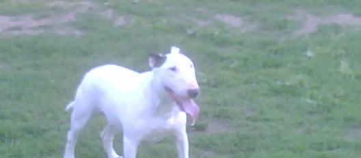 HE A PLAYFUL ANIMAL SCARED OF HIS OWN SHADOW BUT LOVES TO PLAY AND SLEEP LIKE A HUMAN HE A PLAYFUL ANIMAL SCARED OF HIS OWN SHADOW BUT LOVES TO PLAY AND SLEEP LIKE A HUMAN