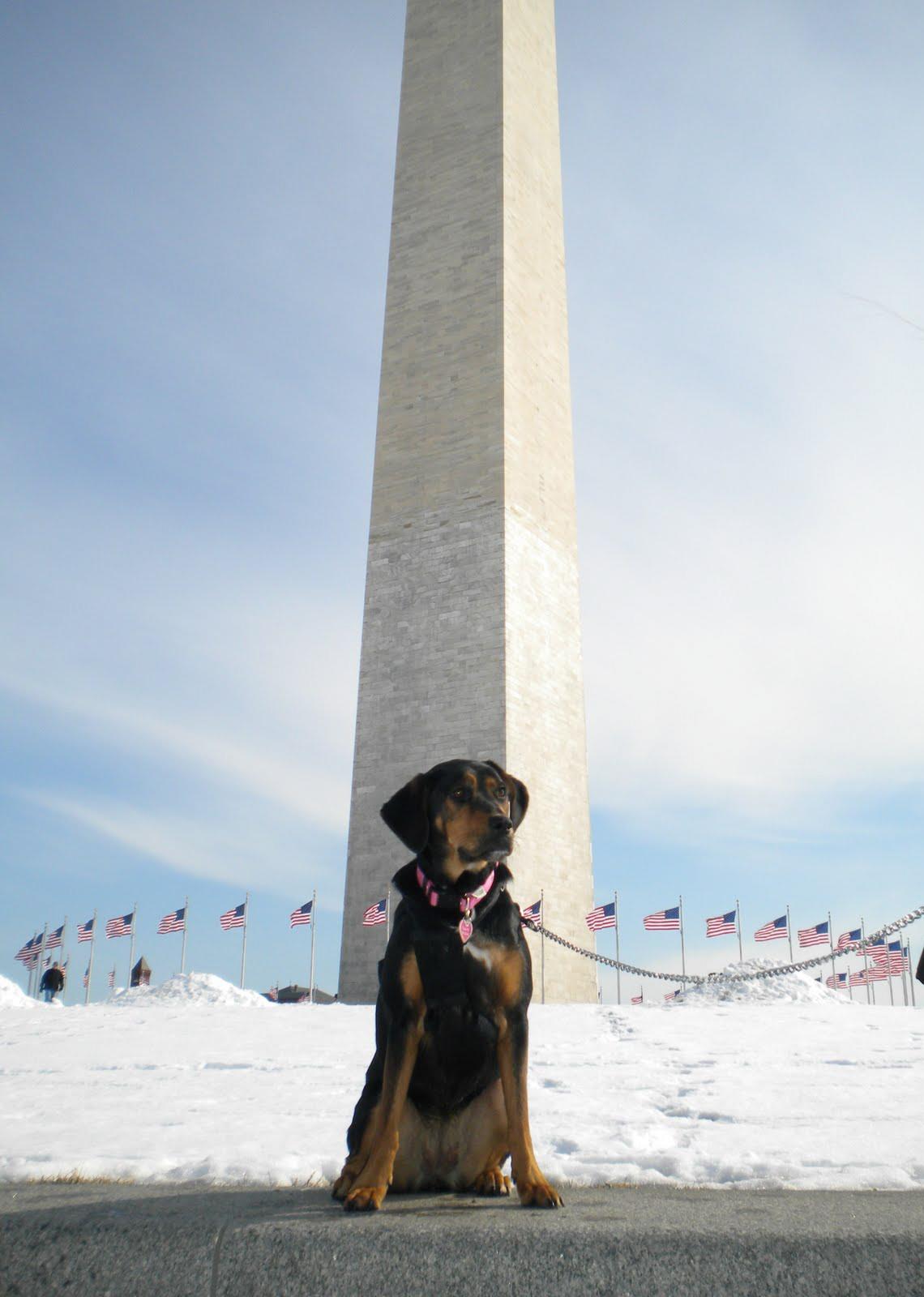 are dogs allowed at washington dc monuments