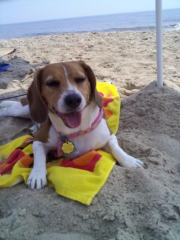 Dog Friendly Rehoboth Beach De