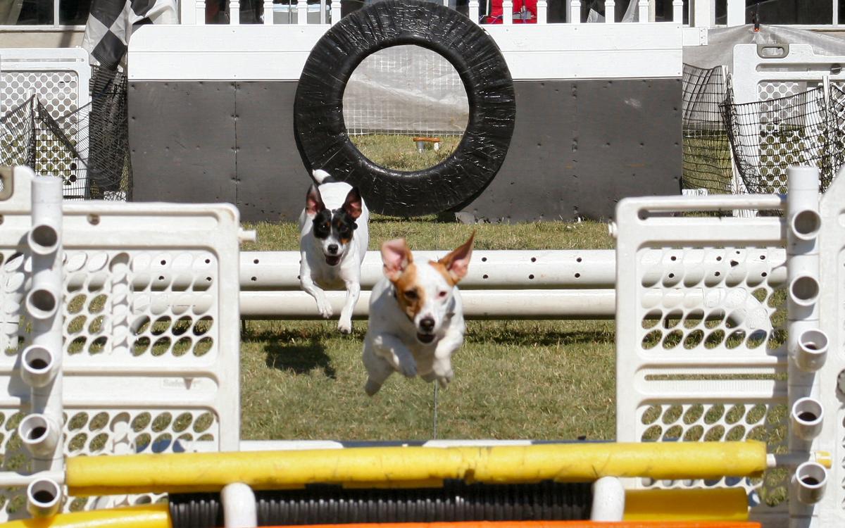 Boca Raton Dog Show and Doggie Fun Zone