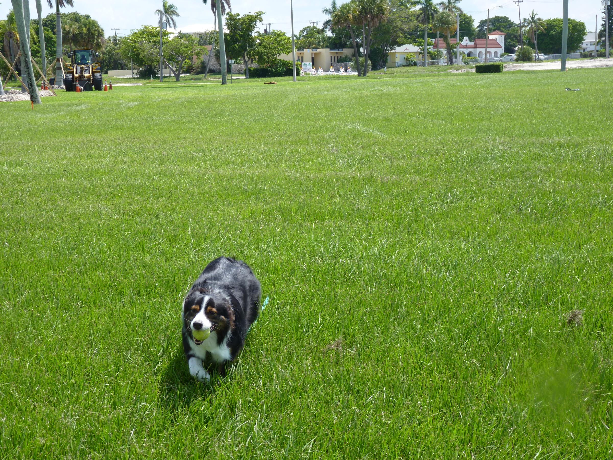 is lake worth beach dog friendly