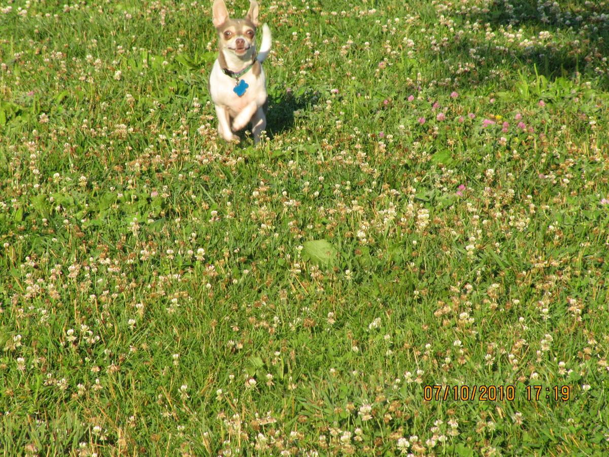 spring valley farm dog care