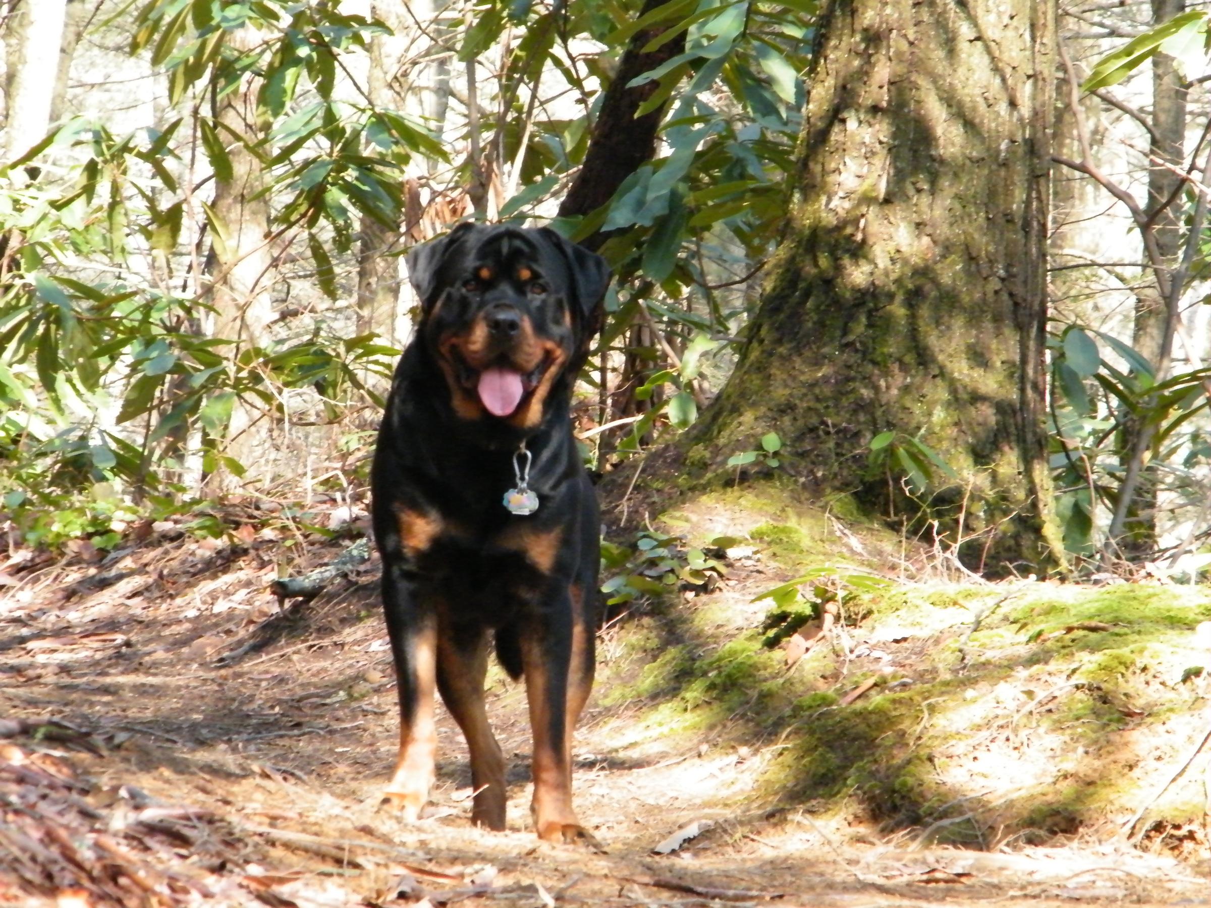 Great Smoky Mountains National Park - Is your pup ready to become a B.A.R.K.  Ranger? If you travel to Great Smoky Mountains National Park with your dog,  remember to: B – Bag