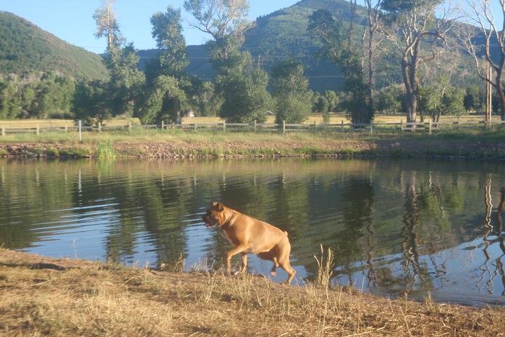 Pet Friendly Willow Creek Dog Pond
