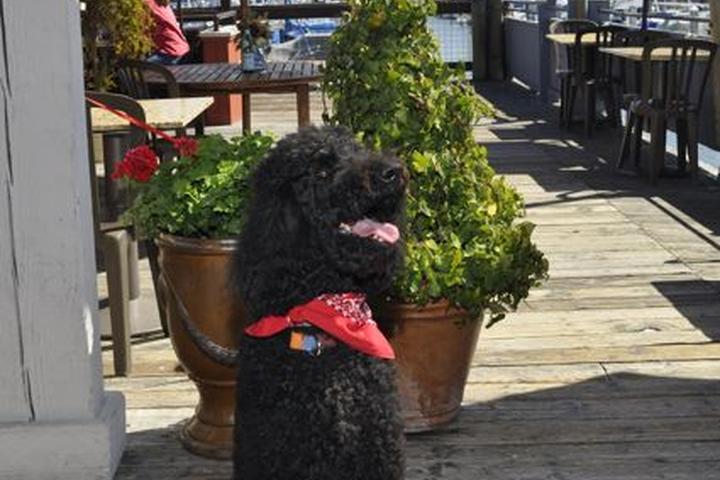 Pet Friendly Paluca Trattoria