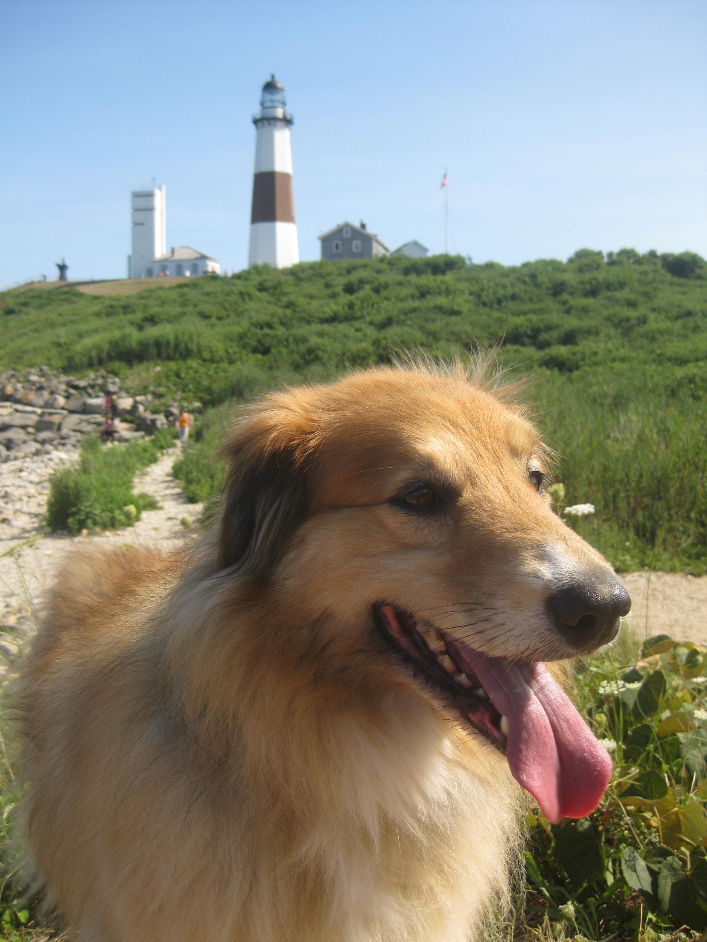Pet Friendly Montauk Point Lighthouse