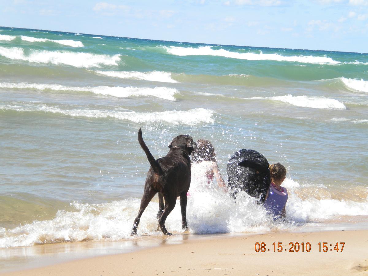 are dogs allowed in lake michigan