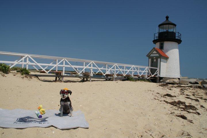 Pet Friendly Brant Point Lighthouse