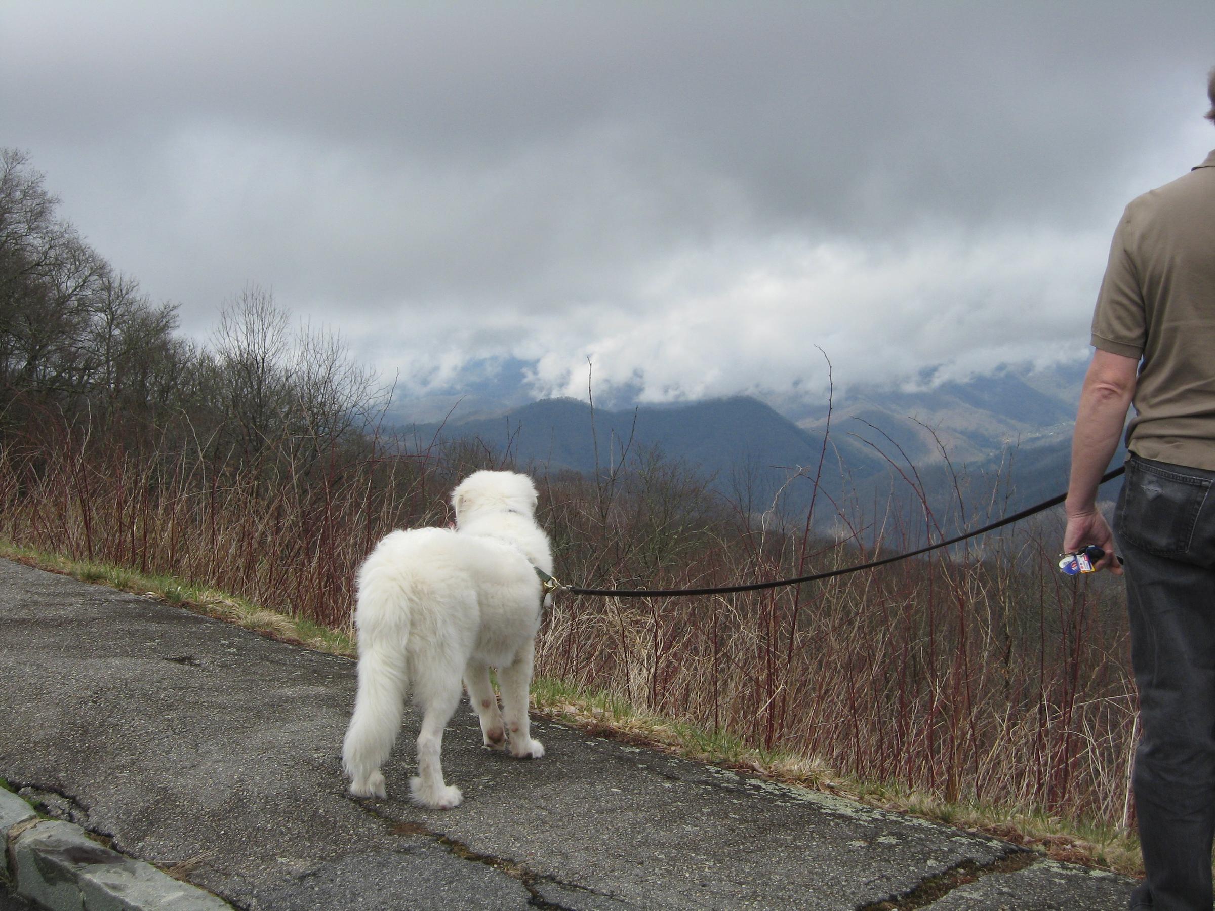 Great Smoky Mountains National Park - Is your pup ready to become a B.A.R.K.  Ranger? If you travel to Great Smoky Mountains National Park with your dog,  remember to: B – Bag