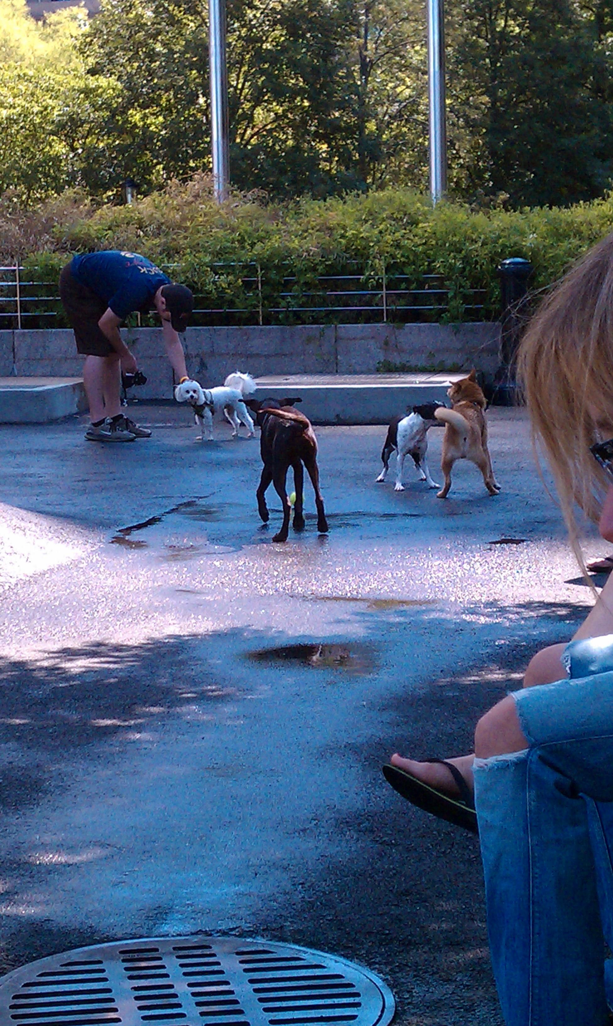 Sirius Dog Run