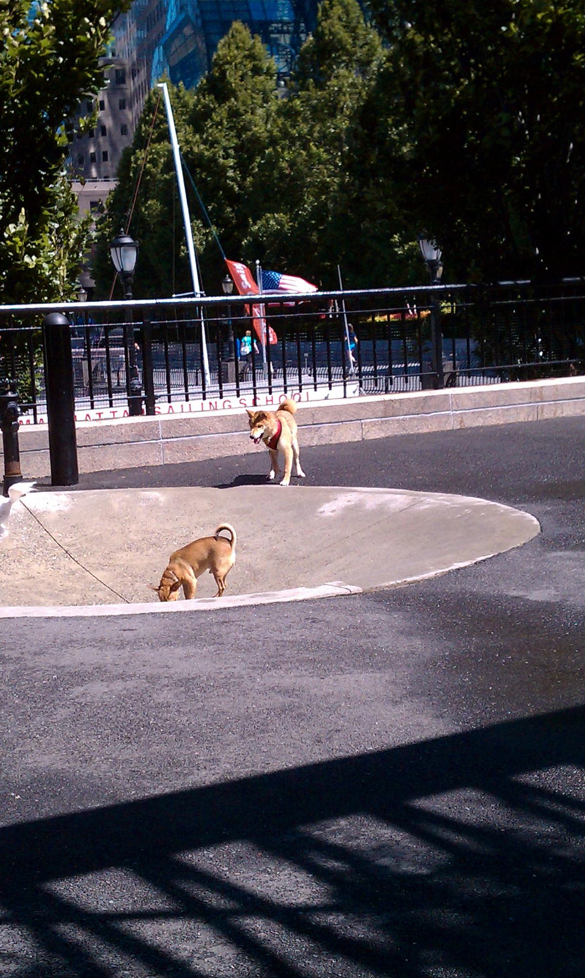 Battery park hot sale dog run