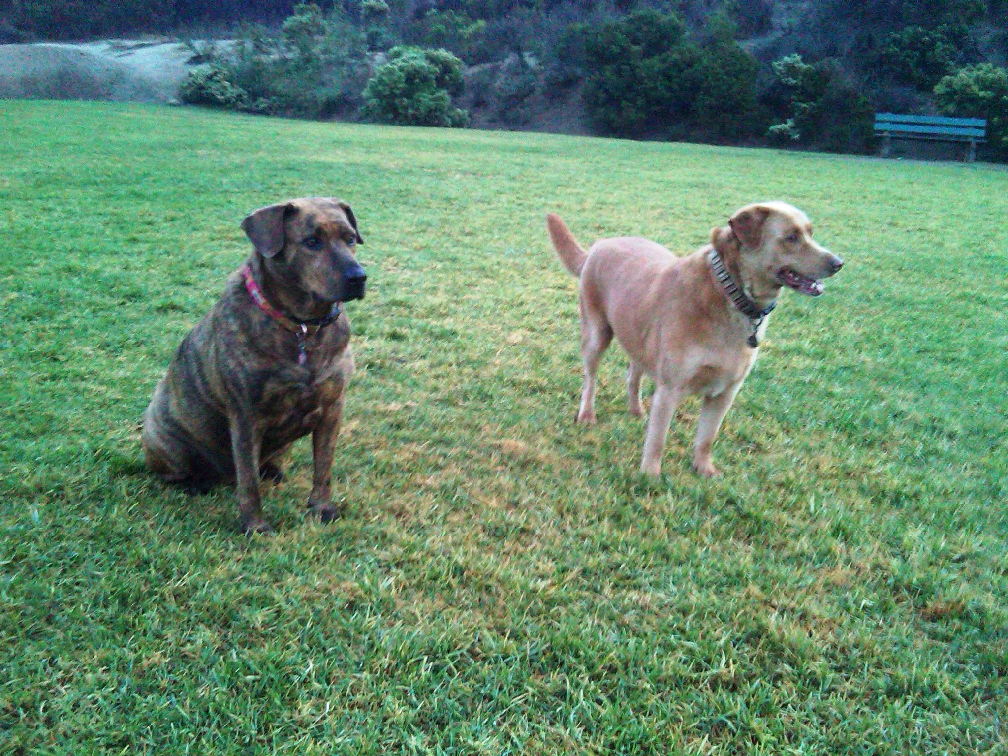 Off-Leash Dog Parks in California - BringFido