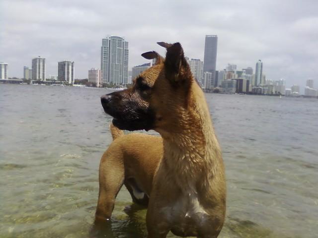 are dogs allowed at the falls miami