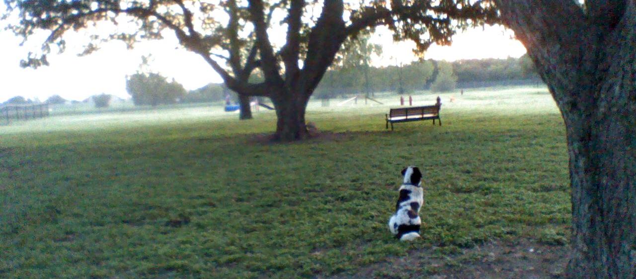 A quiet sunrise for Tank and me, at this great dog park facility in Georgetown, Tx. A quiet sunrise for Tank and me, at this great dog park facility in Georgetown, Tx.