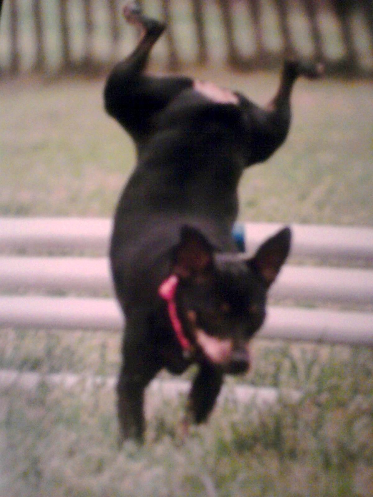 Doggie Gymnastics