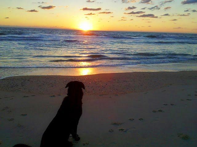 Are Dogs Allowed On Outer Banks Beaches