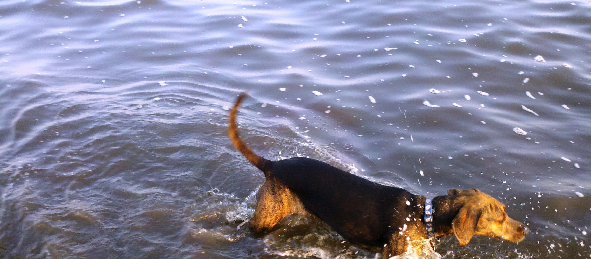 Dog Friendly Bay Shore, NY