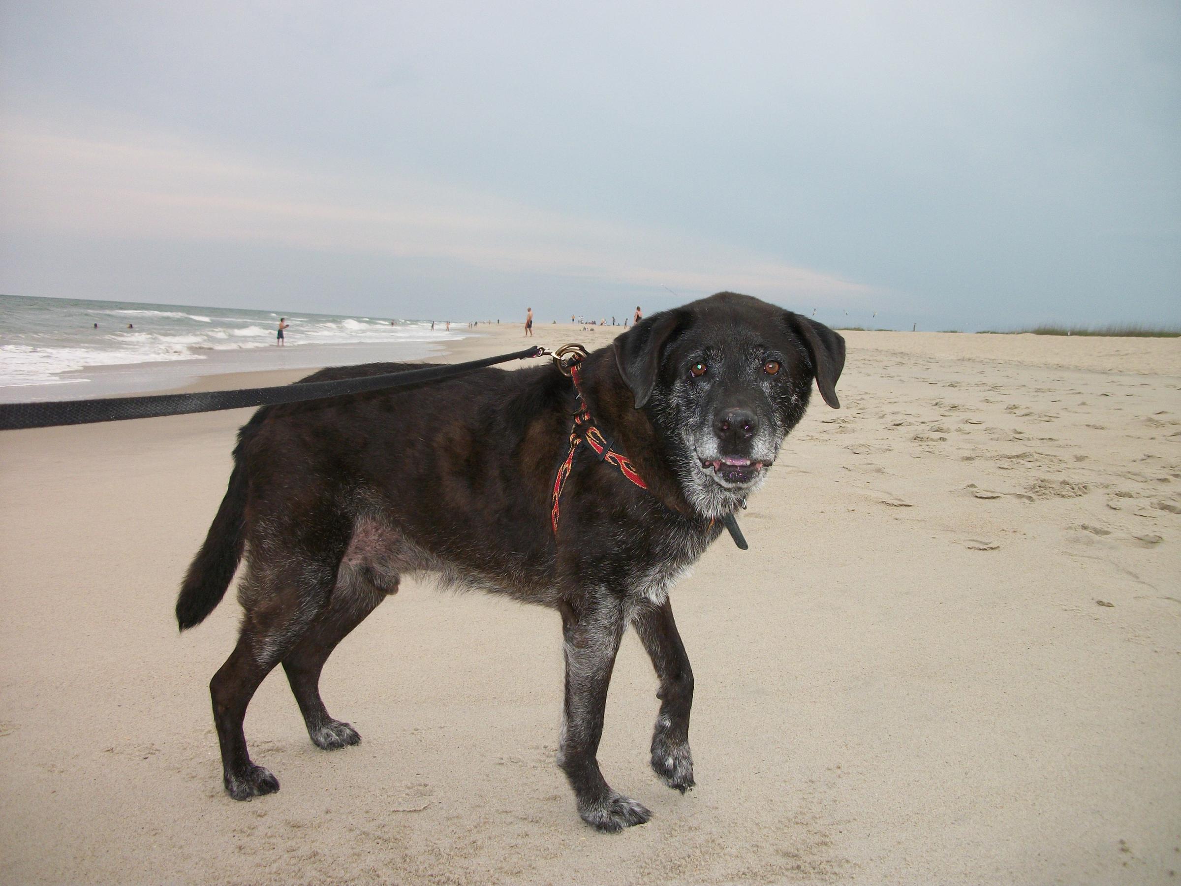 what beaches allow dogs in north carolina