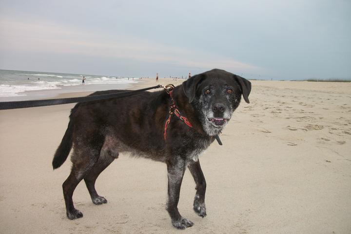 Pet Friendly Fort Fisher State Park